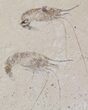 Cretaceous Fossil Shrimp Carpopenaeus - Lebanon #22882-1